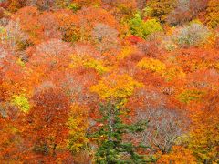 紅葉の八幡平ドライブ【盛岡～八幡平～玉川温泉～田沢湖～繋温泉】