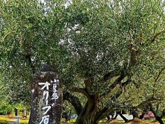 小豆島-2   小豆島オリーブ園　日本最古のオリーブ原木100歳か　☆ギリシャ風車の丘にも