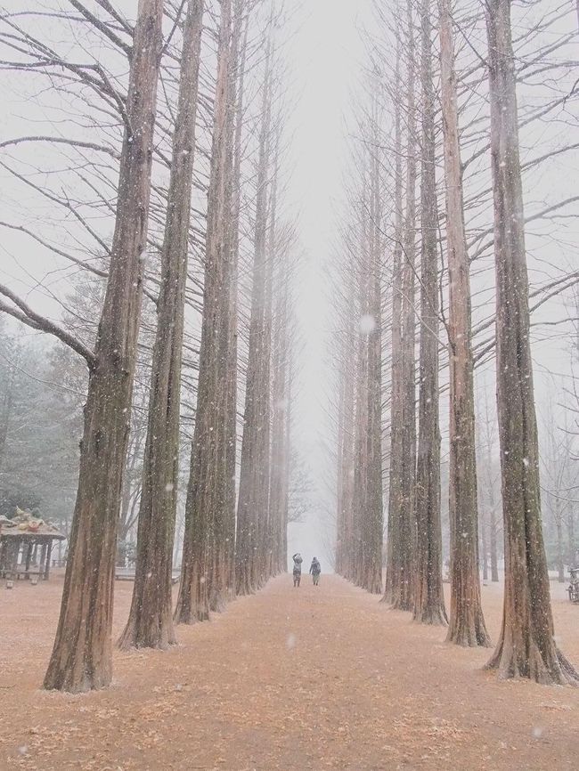＊過去旅行記＊<br /><br />2014年の韓国旅行記です。南怡島では初雪が降りました。まさに冬ソナワールド全開です！<br /><br />＜旅の記録＞<br />お得だね！1泊2日で行くソウル<br />旅行日程　：2014.11.30（日）～12.1（月）<br />フライト　：行き　羽田発06:20、仁川着09:05<br />　　　　　　帰り　仁川発21:00、羽田着23:05<br />宿泊ホテル：ベストウエスタンニューソウルホテル<br />旅行会社　：JTB<br />旅行代金　：32,260円（サーチャージ・空港税込）<br />レート　　：100円＝891ウォン（仁川空港にて優待ありの両替）<br />＊行き帰りのショッピングなしプラン、5,000ウォンのT-moneyカード付き<br />