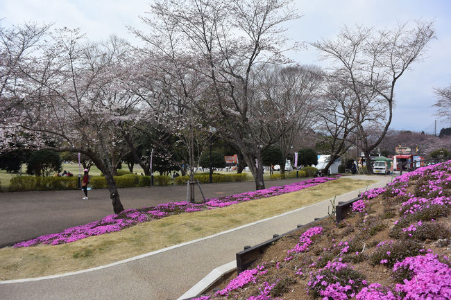 暖かくなってきたので春を探しに岩本山公園に行って来ました。<br /><br />※位置情報一部不明確な場所や地図に目印などが無く表示していない場所があります。予めご了承下さい。<br /><br />★富士市役所のHPです。<br />http://www.city.fuji.shizuoka.jp/<br /><br />★実相寺の紹介ページです。<br />http://www.surugawan.net/guide/43.html