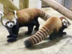 Hello！待望のレッサーパンダのハナビちゃんの赤ちゃん！～雨の日に会いに行った公開２日目の埼玉こども動物自然公園～成長記録のスライド写真付のレッサーパンダ特集