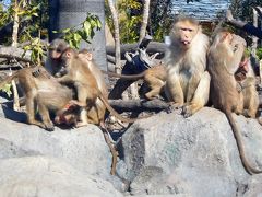 ２０１７年２月　ときわ公園その２　ときわ公園で梅を見た後はときわ動物園に行きました。