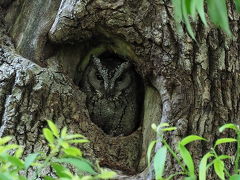 酉年・後半　台北で探鳥三昧シニアの旅①　１０月９日