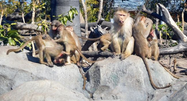 ２０１７年２月　ときわ公園その２　ときわ公園で梅を見た後はときわ動物園に行きました。