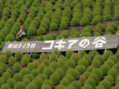 東京ドイツ村　緑のもこもこコキア　濃溝の滝