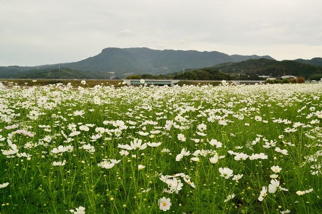  16ヘクタール、3000万本の西日本最大級のコスモス園で、コスモス祭りが始まりました。