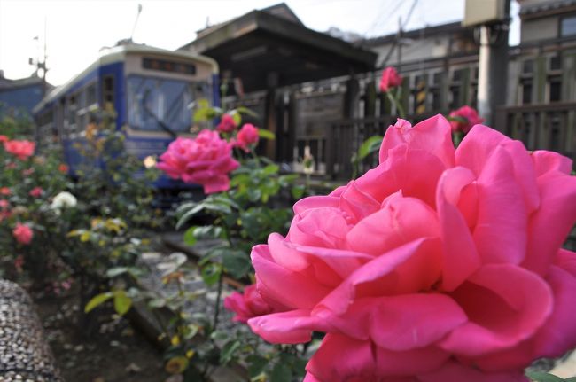 　都電荒川線です。愛称を「東京さくらトラム」といいます、初めて知りました。勉強が足りません。<br />それで、都電荒川線を歩きます。<br />停留所が３０か所、路線距離は１２，２キロメートルです。<br />　「三ノ輪橋」から「王子駅前」までが６キロでほぼ半分です。それで、自分の年齢を考慮して、一回目は「王子駅前」まで歩き、次に「早稲田」まで歩く事に決定しました。<br />行きます！