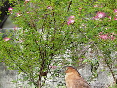 酉年・後半　台北で探鳥三昧シニアの旅②　１０月１０日