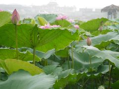 蓮の花咲く６月のハノイへ