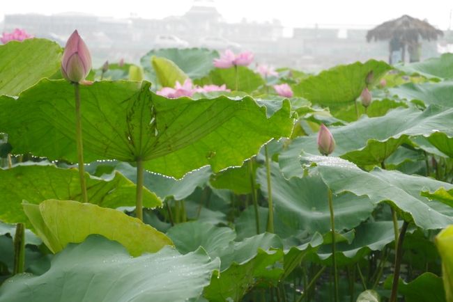 いつかテレビで見た、ハノイの“タイ湖”で早朝、<br />湖に浮かぶボートが摘んだばかりの蓮の花を乗せてすすんでゆく…<br /><br />そんな光景が見たくて、<br />蓮の花が見ごろの６月のハノイへ。<br /><br />ふたつの世界遺産を回ったり、いつものごとく<br />おいしい道端グルメも堪能。<br />いつもよりは観光を頑張った気がするものの、<br />ゆったりした時間を過ごすことのできた一人旅でした。