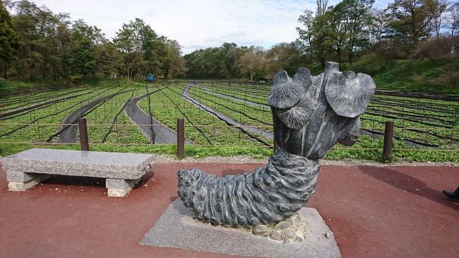 　お昼時に３時間ほど時間が開いたので安曇野の大王わさび農園と安曇野わさび田湧水群を見に行ってきました。何十年ぶりに訪問しました。以前より大きく観光客向けになっていたので、びっくりしました。その後、名水百選にも入っている安曇野わさび田湧水群を見に行ってきました。