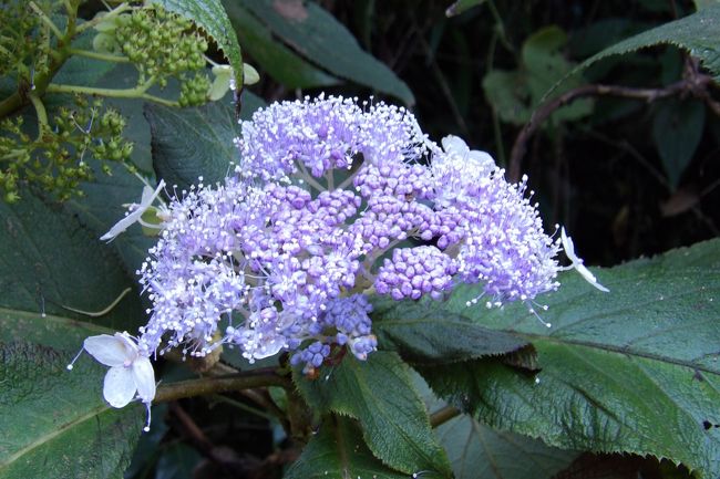 　北鎌倉明月院通を行くと明月院手前に紫陽花が開花している。落ち葉を清掃していたおばさんがいたので聞いてみた。この紫陽花は秋に咲くのは初めてのことだという。なるほど、化粧坂切通下で見た紫陽花（https://4travel.jp/travelogue/11290381）と同じ種類のようだが、通常は夏にしか咲かない種類のようだ。<br />　明月院の門前の川端の紫陽花も開花していた。これも同じ種類のようだ。まさか、紫陽花寺として知られる明月院の西洋紫陽花が秋に開花しているなどということはないだろう。<br />（表紙写真は明月院通の紫陽花）