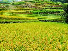 小豆島-6　中山の棚田-千枚田-実りの時期を迎えて　☆農村歌舞伎の舞台開きも