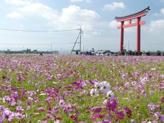 小泉町のコスモス_2017（2）_見頃はやや過ぎていますが、沢山咲いています。（群馬県・伊勢崎市）