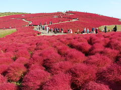 久々の晴れ間に、コキアを見てきました。