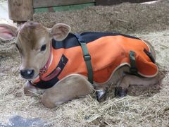 深まる秋の雨の埼玉こども動物自然公園～Hello！ジャージー種の子牛のユッコロくん！～営巣地を行き来するペンギンたち他～雨の中でも動物は生き生き