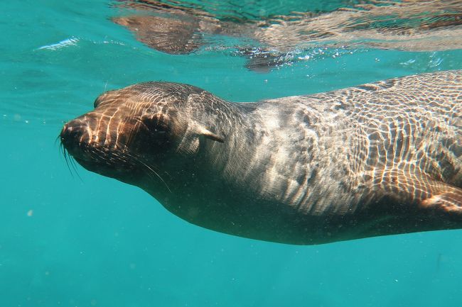 海獣王国ラパス シュノーケルツアーでアシカ ジンベイ ヒメマンタと泳ぐ ラパス メキシコ の旅行記 ブログ By あんみつさん フォートラベル 海獣王国ラパス シュノーケルツアーでアシカ ジンベイ ヒメマンタと泳ぐ ラパス メキシコ の旅行記 ブログ By あんみつさん フォートラベル