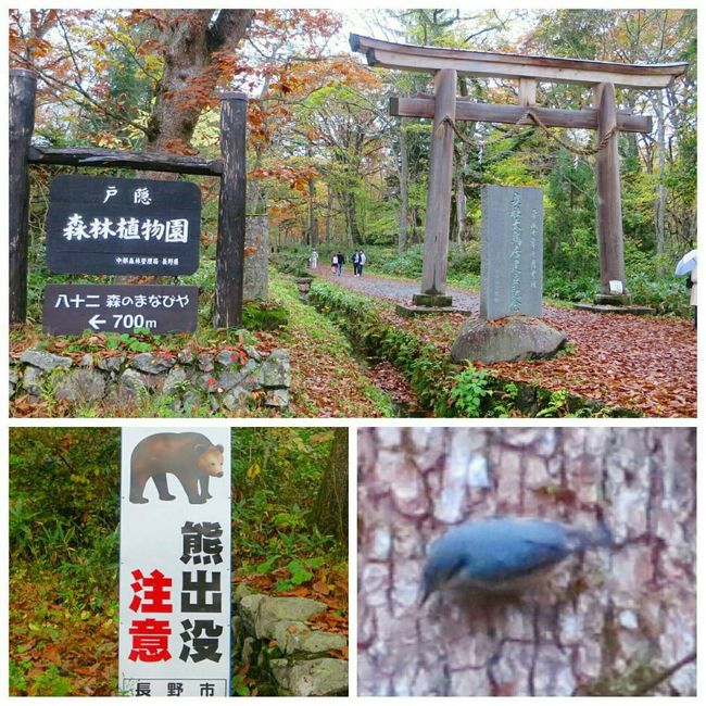 前日の志賀高原は快晴だったのに、翌日は雨。おかげで野鳥も少なくて。