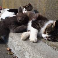 ★噂の猫島　田代島でモフモフされに行ってきました(=^..^=)★