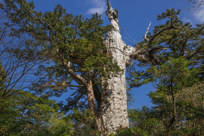 日本の島巡り（屋久島）撮ってきました。<br /><br />紀元杉は、標高約1,200メートルの安房林道沿いにあり、屋久島で唯一、車窓から見ることができる屋久杉です。樹高19.5メートル、胸高周囲8.1メートル、推定樹齢3,000年といわれています。木の先端は枯れていますが、斜面の下側から見ると樹勢を感じさせます。<br /><br />日本の景勝地写真集は下記アドレスをご覧ください。<br />http://zenpakusan.com/nihon/top/index.html