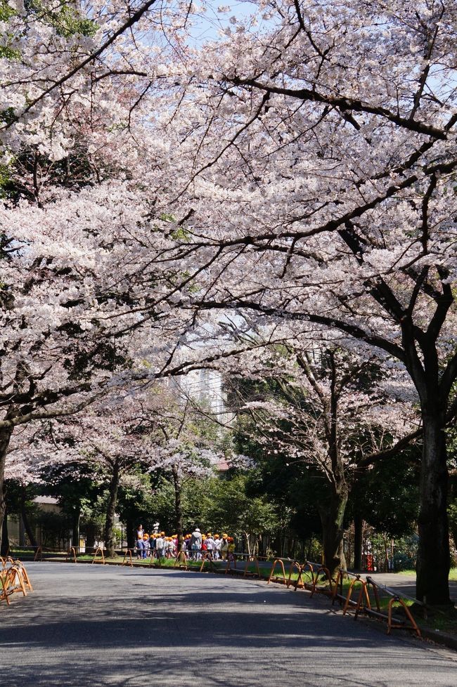 2016年の桜チェック<br /><br />3月22日に東京の桜開花宣言が発表されたが、2016年は開花宣言後も寒い日が続き、しばらく蕾のままだった<br /><br />3月29日、神奈川の津田山、宿河原、鎌倉の桜チェック
