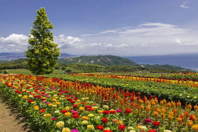 日本の島巡り（淡路島）撮ってきました。<br /><br />■あわじ花さじき<br />甲子園球場の約4倍という広大な花畑には随所に四季折々の花が咲き乱れ、ゆっくりと散策すれば時間が経つのを忘れてしまいそうです。園内の小高い展望台は明石海峡や大阪湾までが目に飛び込んでくる絶好のビューポイント。