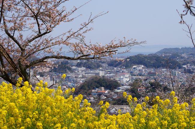 桜の名所、衣笠山と久里浜～浦賀へ街歩き<br /><br />衣笠山の桜は５～６分咲きだった