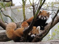 王子動物園　レッサーパンダの双子の赤ちゃん　ジャズ　＆　　メロディ　公開　レッサーツインズ誕生　【神戸市　王子動物園】