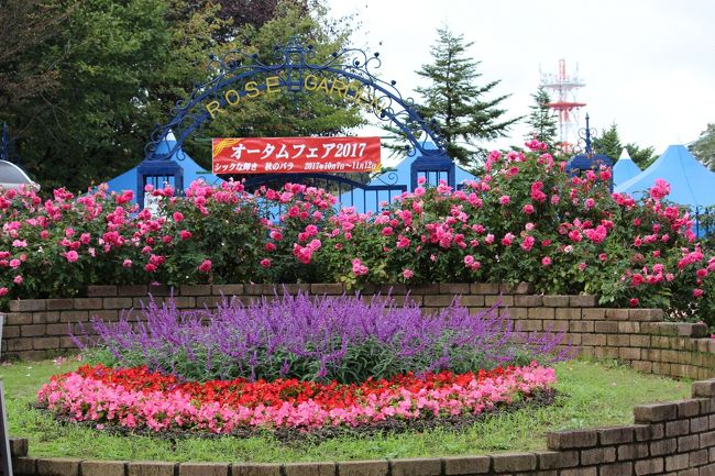 秋雨前線のため雨が続いています。<br />17日は午後からやんだので、出かけてみました。<br />雨が5日も続いたせいか花が元気がなかったような・・。<br />