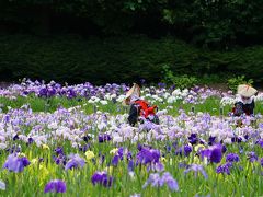 菖蒲VS紫陽花　横須賀しょうぶ園