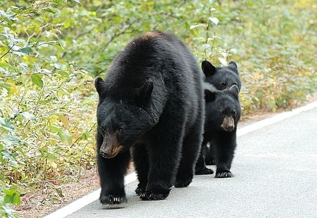 野生動物や自然観察・・・<br />ロッキーには、いろいろな 魅力が ありますね。。。<br /><br />特に、くま！！の存在を 気にしながら・・・<br />ベアスプレーは、必携であると 改めて実感です。。。<br /><br />クマの生息域の モレーン近辺と<br />　　　　　　最終訪問地 カナナスキスの旅です。