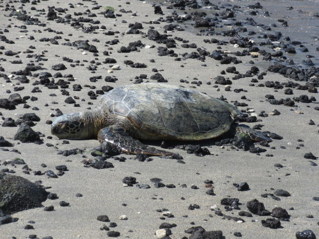 今年2度目のハワイ旅行。オアフ島が続いたので、3度目のハワイ島へ。<br />オアフ島からの日帰りを含めたら4度目のハワイ島。<br />今回の航空券は去年から購入していたので、<br />変更するにも手数料がかかるの為、成田→コナの直行便乗れず<br />予約通り乗り継ぎ便を利用。<br />ＨＧＶＣ利用でのベイクラブ4泊＆キングスランド8泊10日<br /><br />8日目　10月3日<br />9日目　10月4日　キングスランドチェックアウト<br />　　　　　　　　　コナ→ホノルル→中部→新千歳