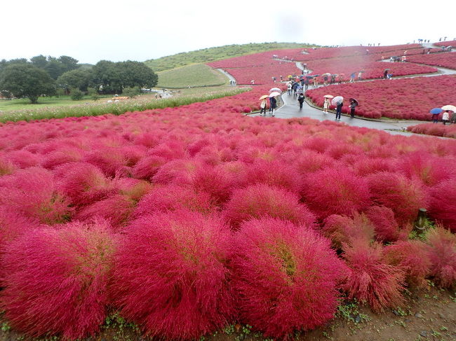 ちょっと前に偶然知った、コキアの紅葉。<br />ちょうどベストシーズンだったので行ってきましたが、ちょうど40年ぶりの寒さでとても寒かった・・・・<br />それでもコキアの紅葉＆常陸牛に満足♪