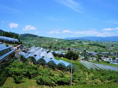 ●さくらんぼ狩りｉｎ春日居町．Ｐａｒｔ２