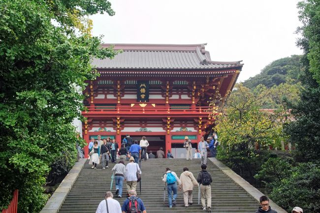 鶴岡八幡宮の大銀杏が倒木前の写真です。<br /><br />鎌倉の鶴岡八幡宮石段の左脇の大銀杏。幹周 ：７ｍ、樹高：３０ｍ、樹齢：１０００年で県指定の天然記念物になっているこのイチョウは、「隠れ銀杏｣ともいわれている｡そんな歴史ある大銀杏だが、2010年3月10日、雪まじりの強風により根元から倒伏してしまった。その後、大銀杏の再生作業方法は、挿し木によるものではなく、ご神木があった場所や親木から生えた若芽である「ヒコバエ」を生育している。<br /><br />http://zenpakusan.com/nihon5/12/index.html