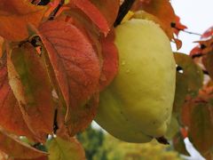 フルーツの丘の紅葉がいい感じで進んでいる（10月25日）