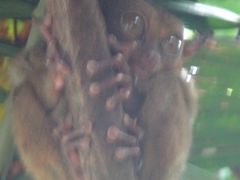 ボホールでターシャに会い、初めてのジップラインに挑戦