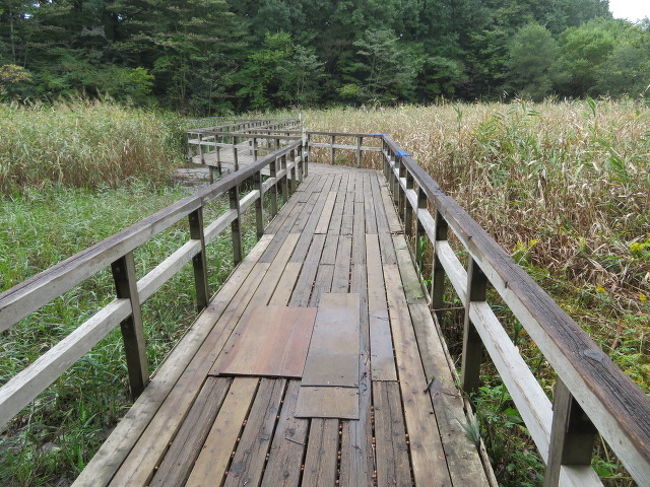 埼玉県北本市の荒川近くにある「北本自然観察公園」の散策と「埼玉県自然学習センター」の見学をしました。<br /><br />北里大学メディカルセンターに隣接した広大な自然公園、整備された遊歩道・散策路を歩いて自然とふれあうことが出来ます、野鳥を観察する人が多いようです、トンボやカエルもいます、少ないですが山野草も見ることが出来ます。<br /><br />埼玉県自然学習センターには展示コーナーや図書閲覧コーナーがあります、へびの展示もありました、2階には大きな望遠鏡が何台もあり野鳥観察が出来ます。<br /><br />どちらも無料で楽しめる施設です、9時から17時まで開館、駐車場もありますのでドライブのついでに寄ることが出来ます。