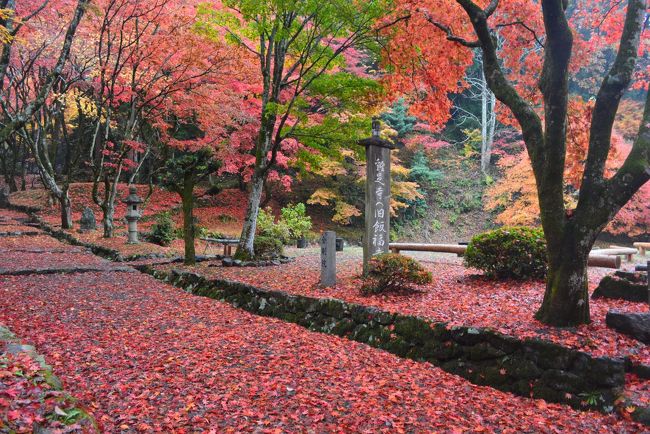 早起きして行ってきました。ずっと行きたいと思ってた木ノ本の鶏足寺<br />電車に乗っていたら、大津駅あたりからすごい霧。<br />予定より30分遅れで木ノ本に付き、鶏足寺に向かいました。<br />一番いい時期に行けたと思います。<br />今まで見た中でもかなり上位に入る紅葉でした