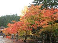 雨降る高野山の紅葉。