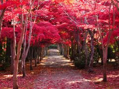 2017.10 圧巻！平岡樹芸センターの紅葉「真っ赤なトンネル」