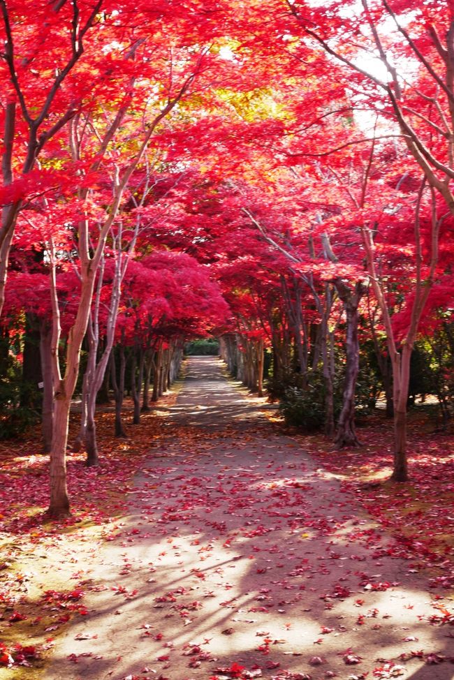 2017.10 圧巻！平岡樹芸センターの紅葉「真っ赤なトンネル」