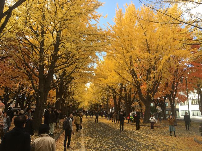 北海道大学のイチョウ並木は、近年ライトアップされています。金葉祭と称してカフェなどが開かれ賑わいます。北海道庁前庭の様子と、小樽で行われたハローウィンイベントの様子をお送りします。