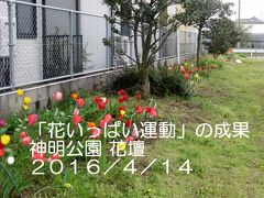 20160414 神明公園 チューリップ 開花(桶川)