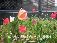 20170407-12 神明公園 チューリップ 開花