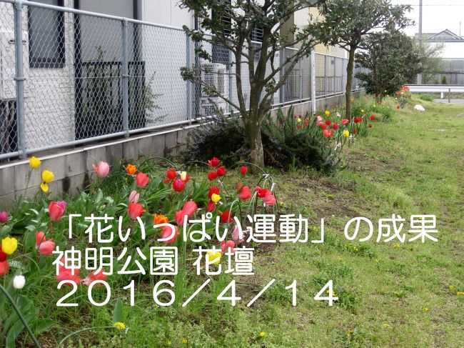2016年04月14日<br />神明公園 チューリップ 開花(桶川)<br />花いっぱい運動の成果をあじわうこと<br /><br />神明公園<br />〒363-0014<br />2丁目-12-17 神明<br />桶川市 埼玉県 363-0014<br />日本
