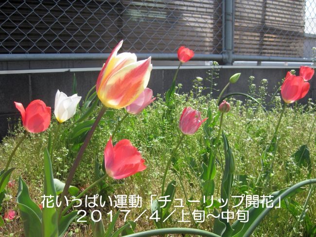 2017年は04/07-12 神明公園 チューリップ 開花しました。2018年は雨と日照不足の影響で...いつになるか　楽しみにまちましょう