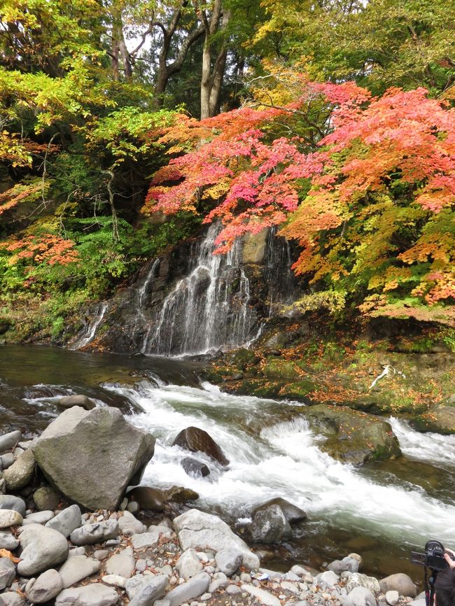 秋も深まって来ました。八甲田の紅葉のシーズンは過ぎましたが、ふもとは今が盛り!!<br /><br />きれいな紅葉に心癒されてきました。