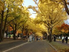 3年ぶりの北海道大学銀杏並木と紅葉　2017.10