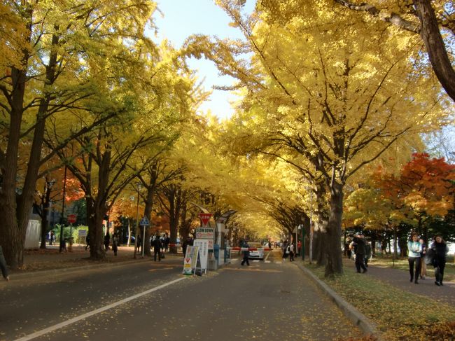 早くしなくちゃと思いつつ、やっと重い腰をあげて、北海道大学へ。<br />銀杏並木は今年はどんなかな？<br />ちょっと遅いかな、と思いましたが、大丈夫でした。<br />どのイチョウも綺麗に色づいていました。